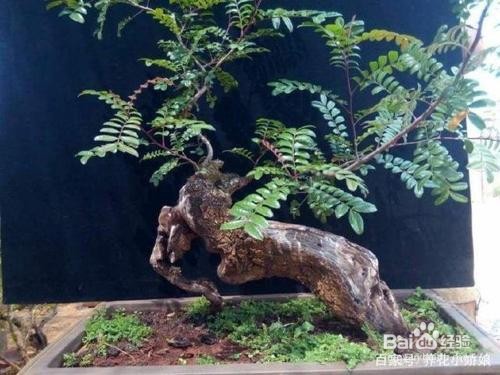 青香木应该怎么栽