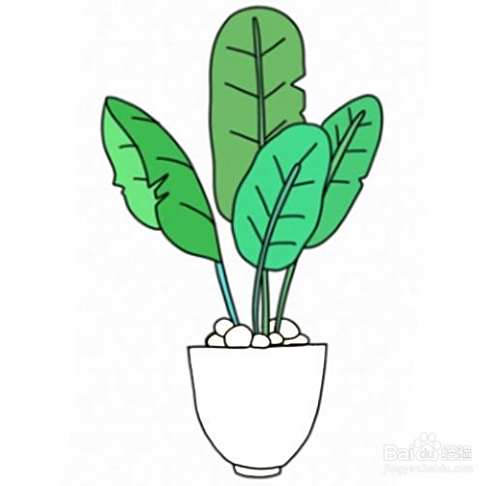 儿童彩色简笔画-彩色大叶盆栽的简笔画法