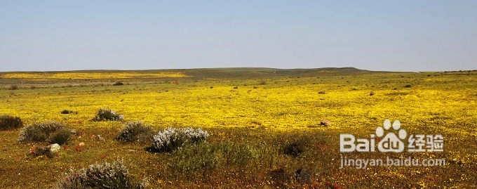 [转载]南非之旅3：纳玛夸兰（Namaqualand）花海