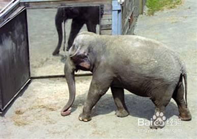 自然界智商最高的10大动物