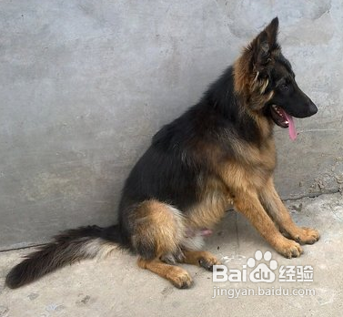 怎么看德牧纯不纯