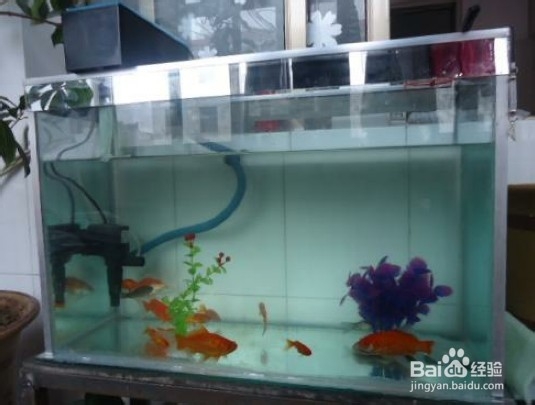 鱼缸有腥味怎么办
