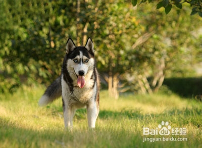 自制营养狗粮配方