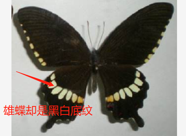 如何分辨蝴蝶的雌雄