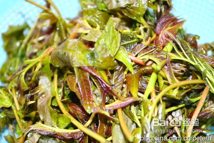 春季美味的香椿炒鸡蛋