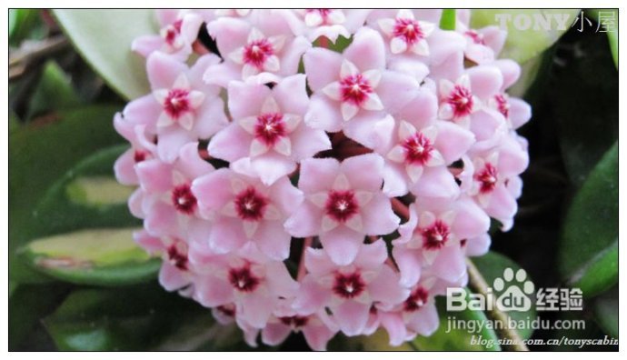 江南盛夏必吃的甜品--懒人也能搞定的甜酒酿