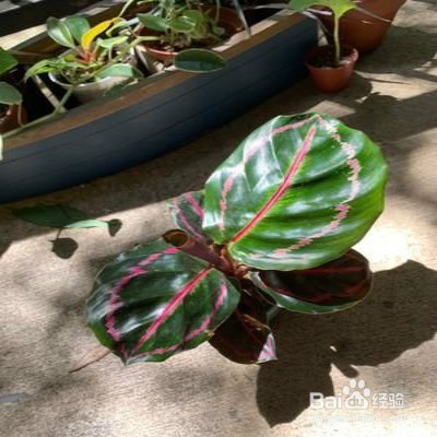 观赏竹芋怎样繁殖