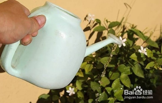 过期的药片丢花盆里植物也不发黄了