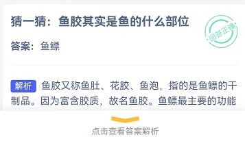 鱼胶其实是鱼的什么部位？蚂蚁庄园9.26答案