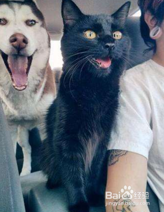 猫咪坐私家车注意事项