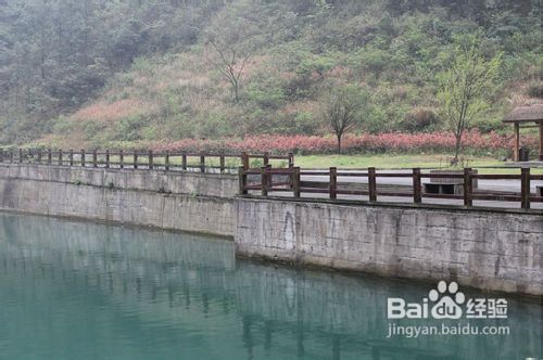 金佛山杜鹃花节旅游攻略