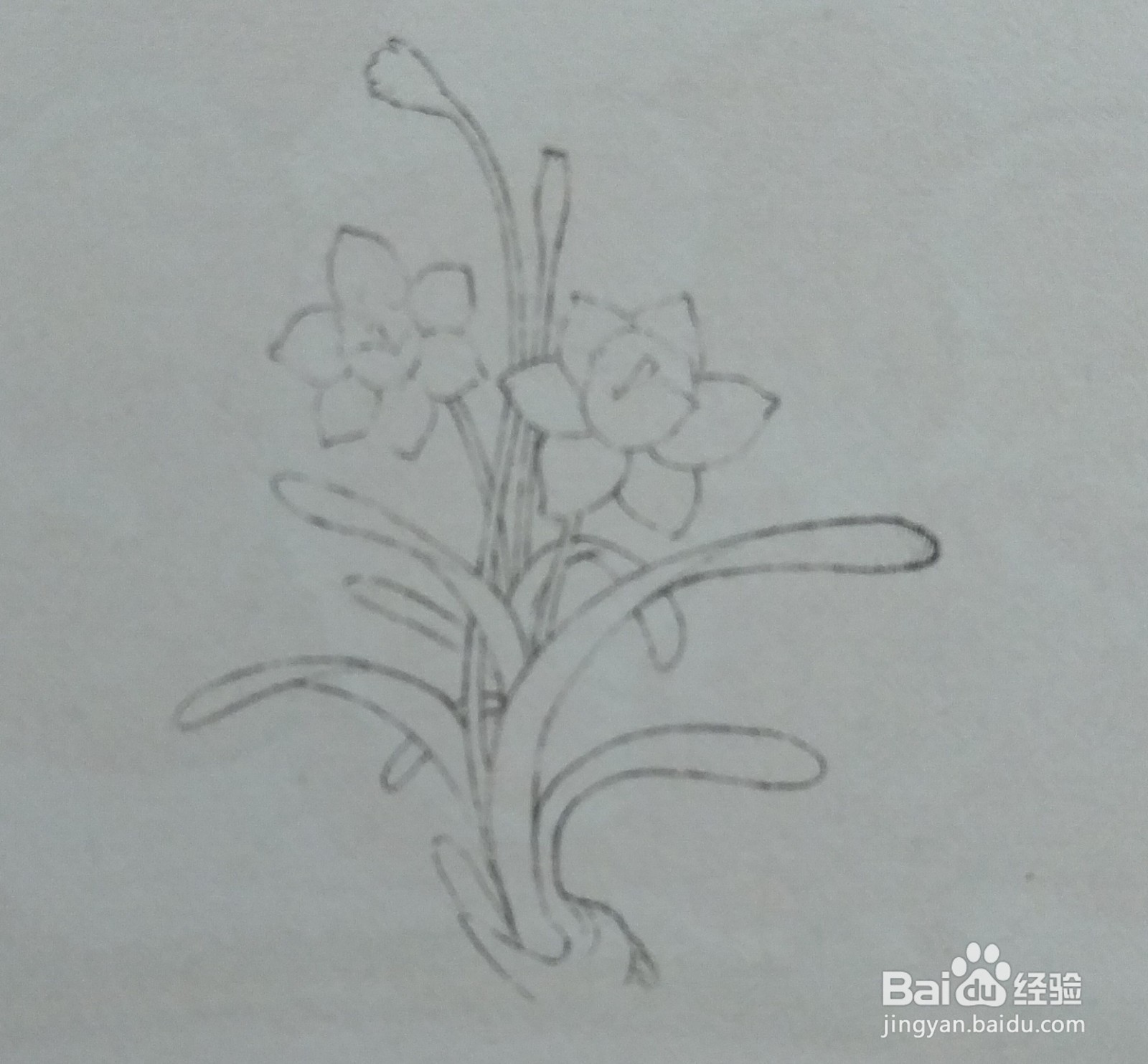 怎么利用色铅笔绘制黄水仙？