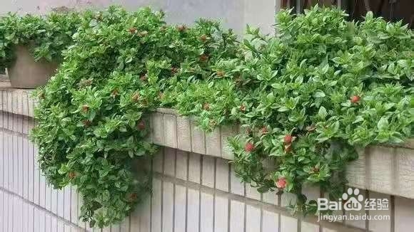 3种花太好养，沾土就活，特能长，养一次就上瘾