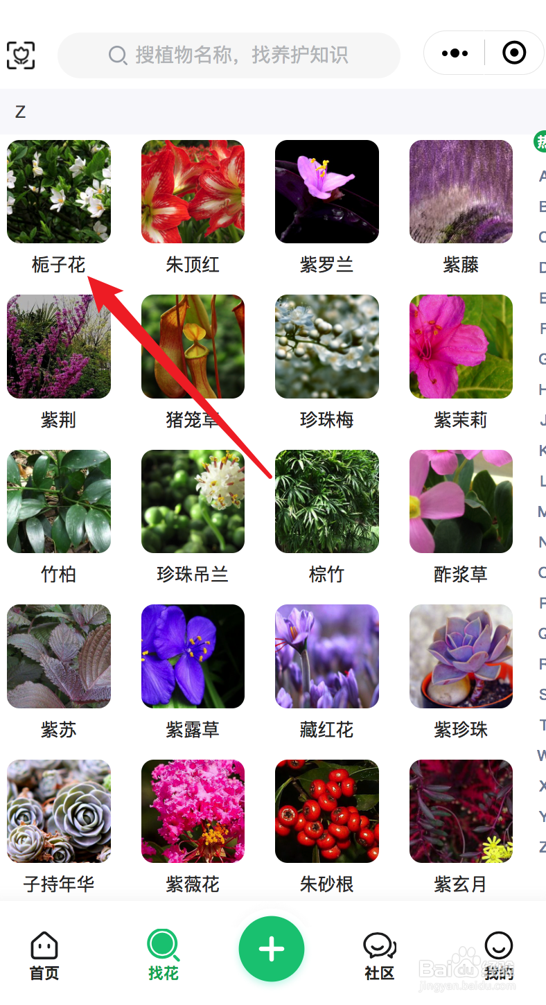 栀子花怎样修剪