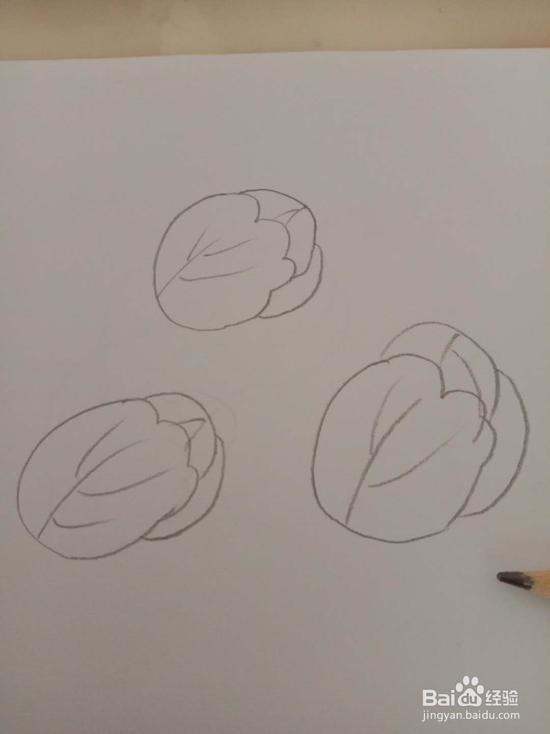 简笔画 如何画洋白菜