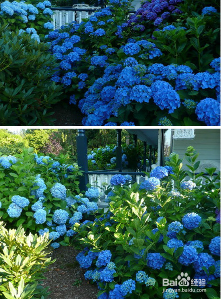 绣球花如何养殖
