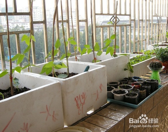家庭种菜：[3]泡沫箱种菜方法教程