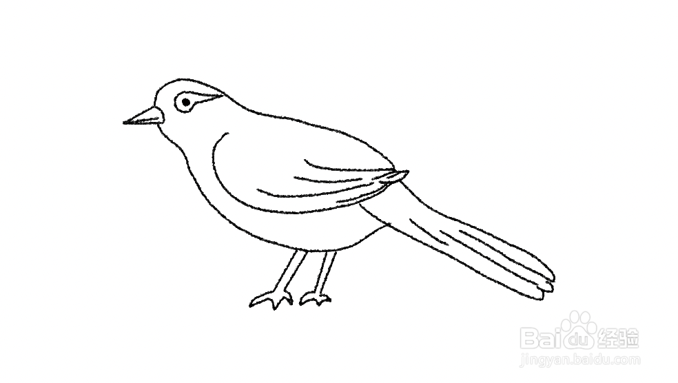 画眉鸟的画法步骤图图片