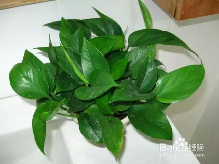 绿萝怎么养护与浇水