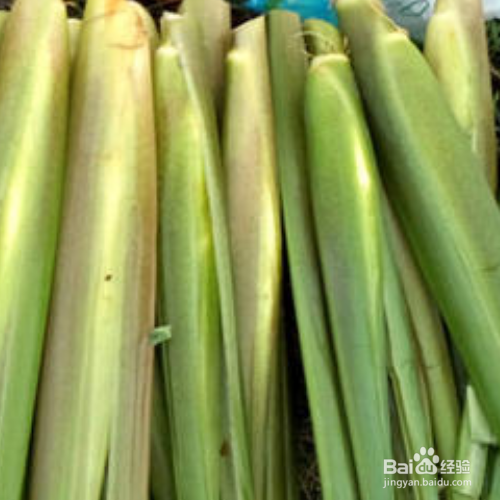 茭白的养殖方法和养殖技巧