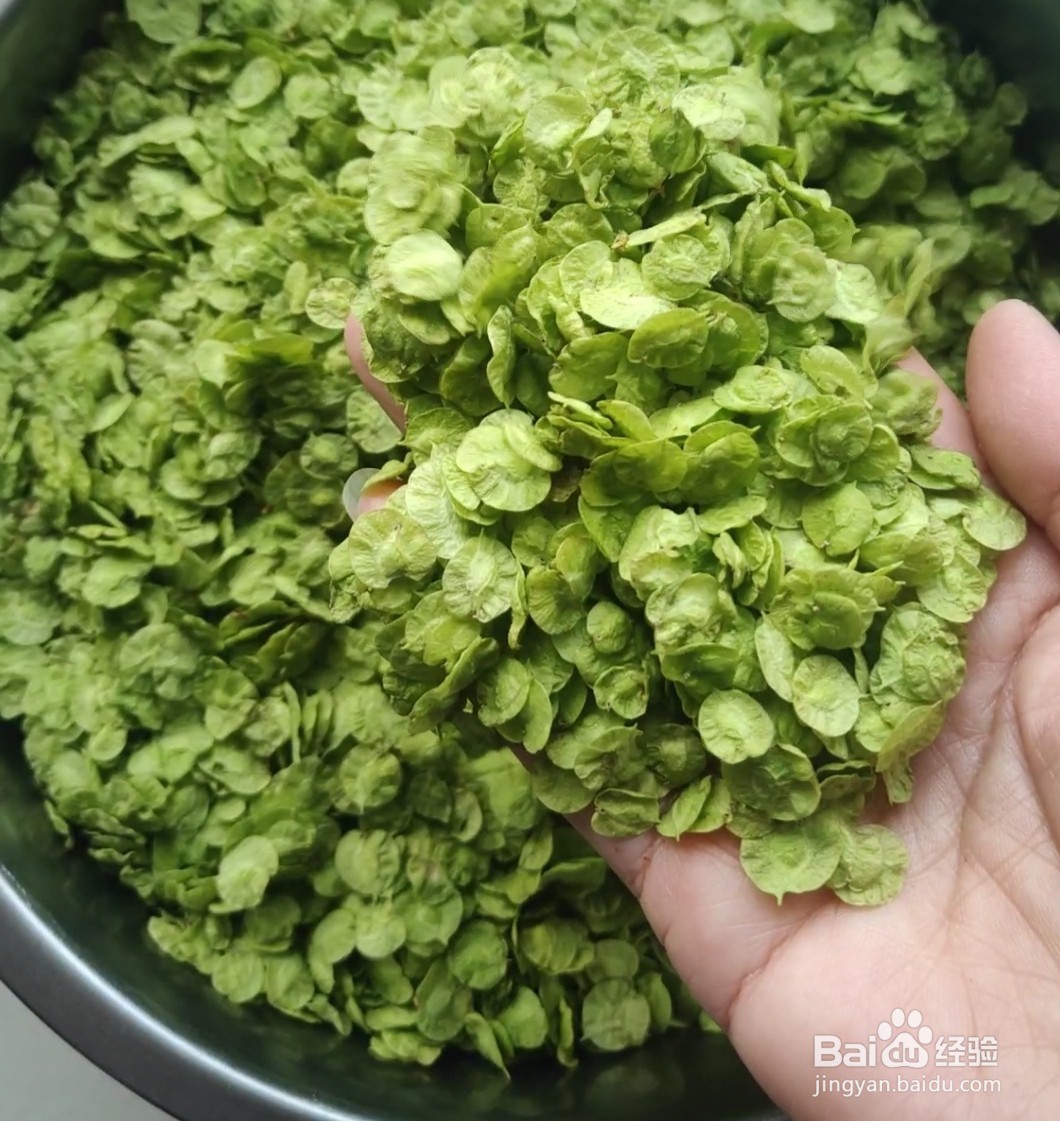 阳春三月的美食~蒸榆钱