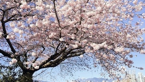 加拿大移民生活：[2]温哥华樱花赏花攻略