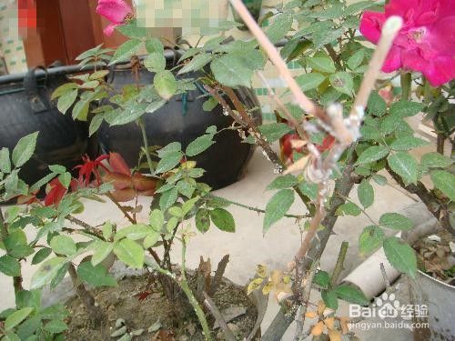 月季花生虫子怎么办?