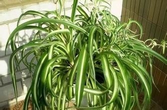 怎样清除新装修房子的甲醛