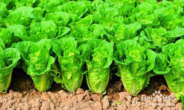 西洋参微生物菌肥怎样用效果好？