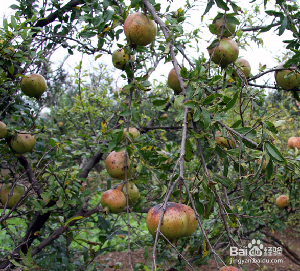 海珠湿地公园十一旅游攻略