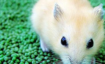 如何让小仓鼠健康活泼?