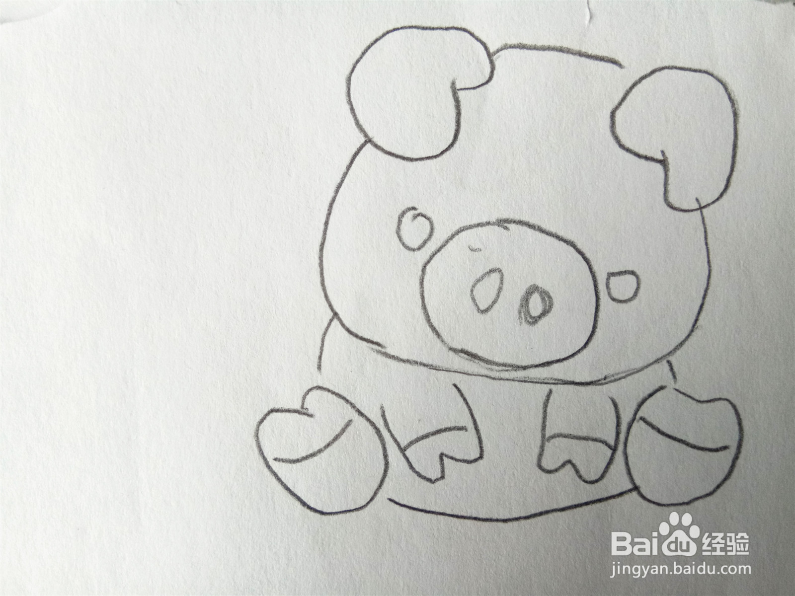 小猪简笔画彩色