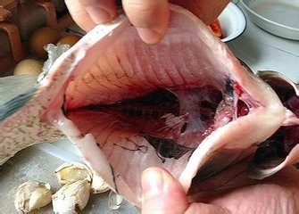 生活常识(食物篇)有毒的肉和菜
