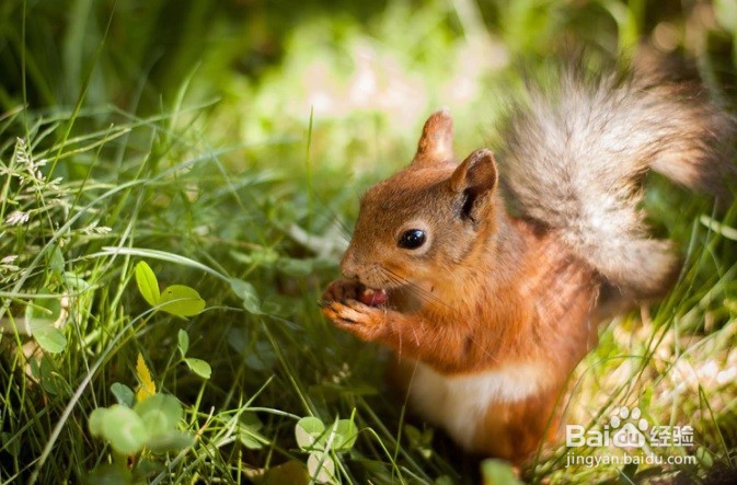 怎么样为松鼠制作一个窝