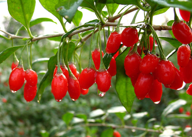 超市里买的枸杞子能不能种植啊