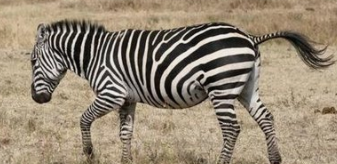 斑马的尾巴有什么作用？#校园分享#