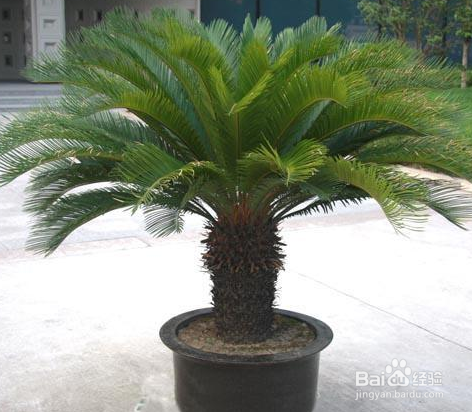 铁树新叶子长得太长怎么回事