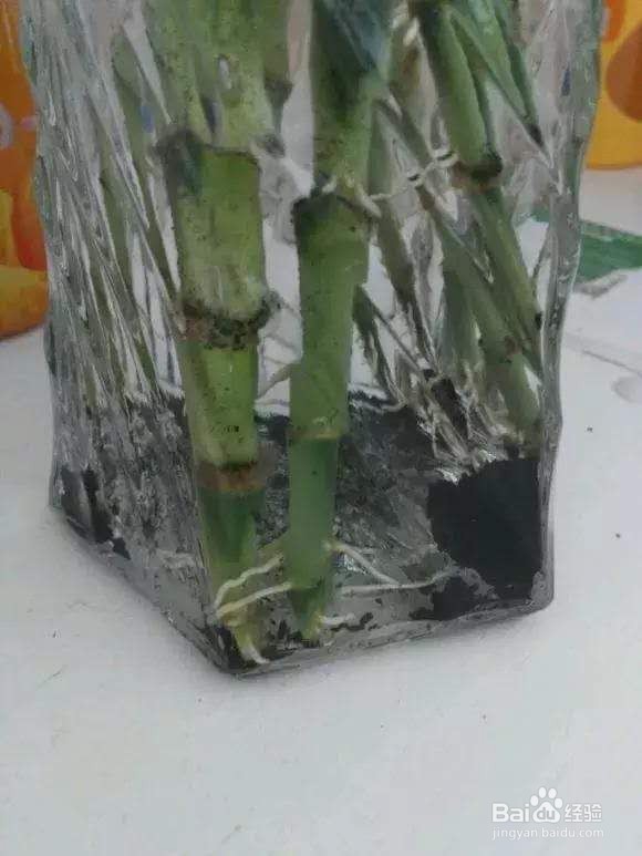 富贵竹黄叶不长根,注意3点,全年绿油油!