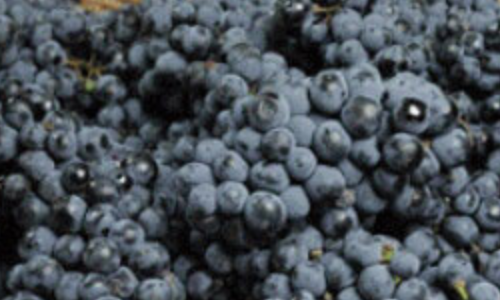 葡萄酒第二次发酵还需要过滤吗