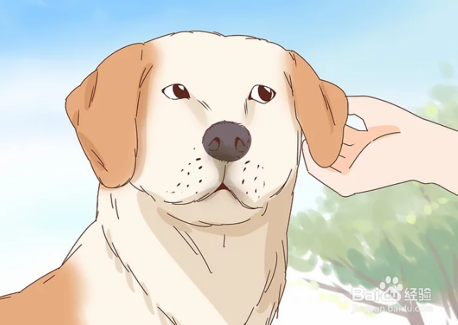 如何抚摸陌生的狗狗和熟悉的狗狗