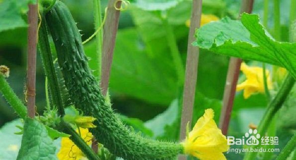 黄瓜低温生理病害及其防治措施