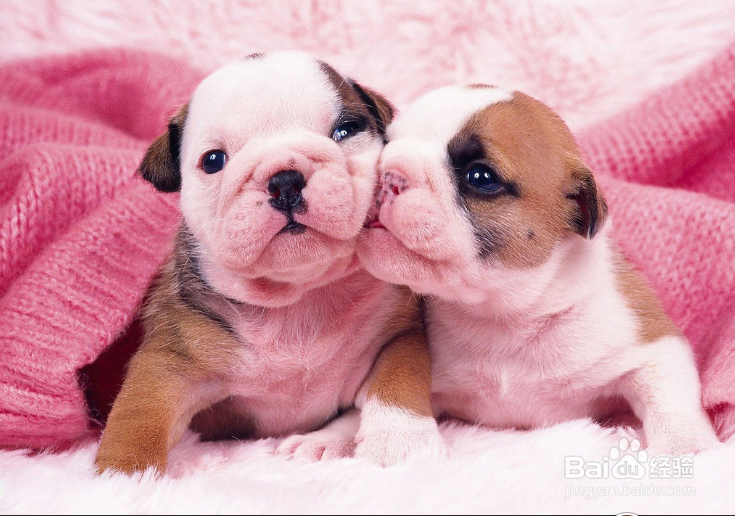 怎样训练新买的狗狗适应家庭环境