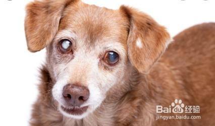 狗白内障怎么办 百度经验