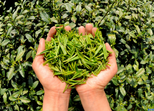 中国茗茶是什么茶是红茶还是绿茶