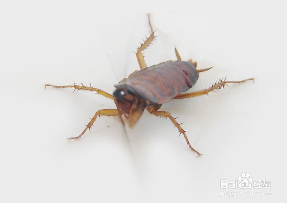 寺庙里如何驱赶蟑螂