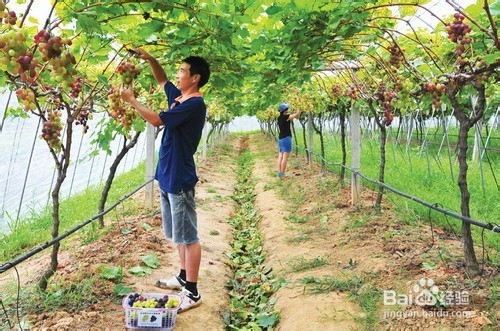 盆景制作所:葡萄