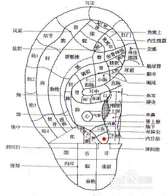 中医治痛经：[48]耳穴贴压治痛经