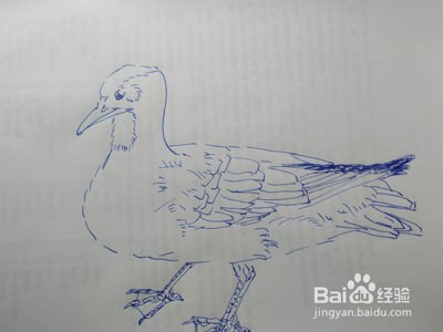 钢笔画银鸥的画法,