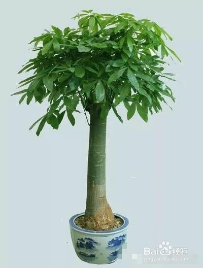 爱好养花,怎么样把花给养护好呢?太全了!赞!