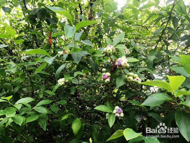 温哥华自然公园学校郊游活动